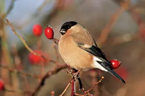 Rosehip: BULLFINCH - female