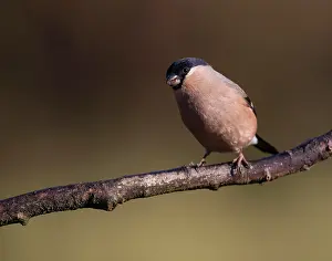 Amber: Bullfinch - female - adult - perched on branch - Winter