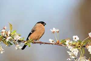 Cherry: Bullfinch - Female - on Cherry Blossom - UK
