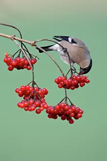 Guelder: Bullfinch - Female feeding on berries of Guelder