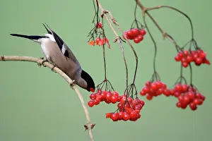 Guelder: Bullfinch - Female feeding on berries of Guelder