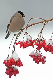 Guelder: Bullfinch - Female feeding on berries of Guelder