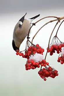 Guelder: Bullfinch - Female feeding on berries of Guelder