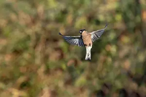 United Kingdom: Bullfinch - Female - Flight - UK