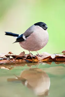 Bullfinches: Bullfinch - female - at garden pond