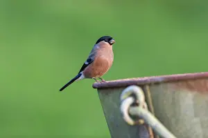 United Kingdom: Bullfinch - Female - Preched on Bucket - UK