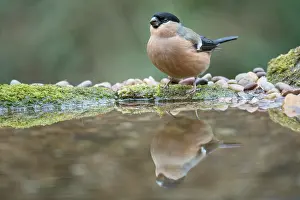 Bullfinch: Bullfinch - Female - At Water - UK