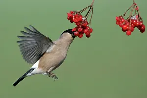 Guelder: Bullfinch - Female on the wing, feeding on berries