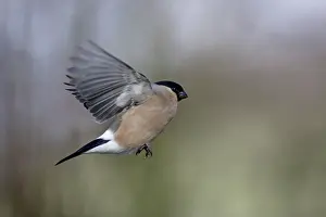 Bullfinches: Bullfinch - Female on the wing in garden, winter
