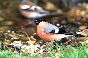 Bullfinch: BULLFINCH - on ground