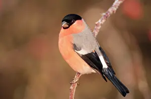 Bullfinches: BULLFINCH - male