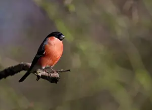 Amber: Bullfinch - male - adult - perched on branch - Winter