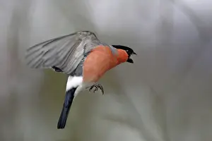 Bullfinches: Bullfinch - male approaching bird table in winter