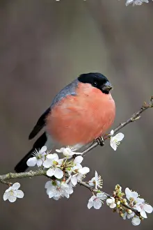 Bullfinches: Bullfinch - male on Blossom in spring