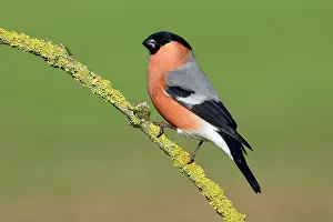 Bullfinches: Bullfinch - Male on branch