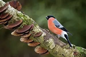 Bullfinches: Bullfinch - male on branch with fungi