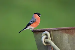 Metal: Bullfinch - Male - on Bucket - UK