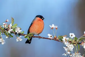 Cherry: Bullfinch - Male - on Cherry Blossom - UK