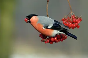 Bullfinches: Bullfinch - male eating berries in winter