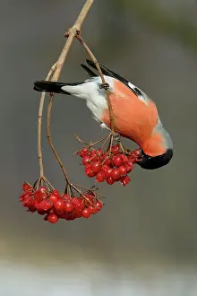Bullfinches: Bullfinch - male eating berries in winter