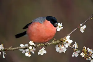 Bullfinches: Bullfinch - male - eating blossom