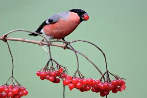 Guelder: Bullfinch - Male feeding on berries of Guelder