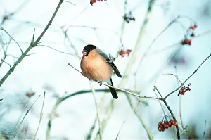Roses: BULLFINCH - Male, feeding on Guelder Rose Berries