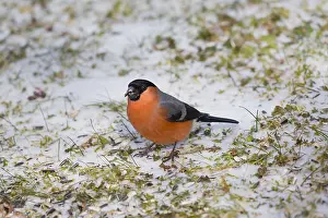 121118: Bullfinch - male feeding on seed on the ground in
