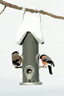 Bullfinches: Bullfinch - male and female at feeding station in garden