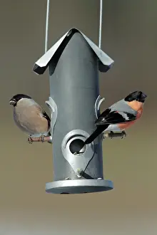 Bullfinches: Bullfinch - male and female at feeding station in garden