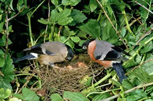 Bullfinches: Bullfinch - male & female pair at nest with young