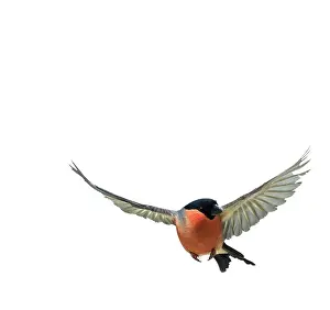 Bullfinches: Bullfinch - Male, In flight