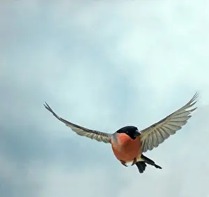 Bullfinches: Bullfinch - Male, in flight, head on