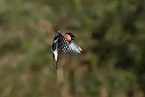 United Kingdom: Bullfinch - Male - Flight - UK