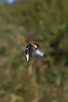 United Kingdom: Bullfinch - Male - Flight - UK
