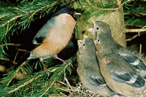 Bullfinches: Bullfinch - male at nest feeding young
