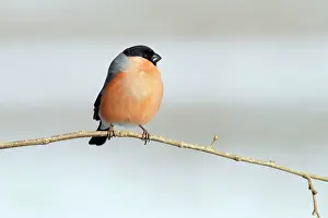 Bullfinches: Bullfinch - male perched on branch