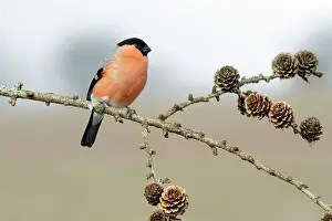 Bullfinches: Bullfinch - male perched on branch
