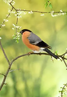 Bullfinches: BULLFINCH - Male perched on branch
