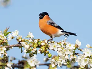 Pyrrhula: Bullfinch - male perched on flowering Cherry tree