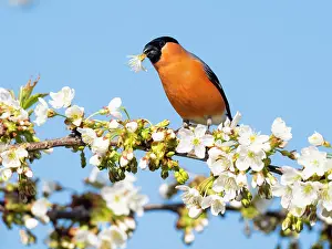Pyrrhula: Bullfinch - male perched on flowering Cherry tree