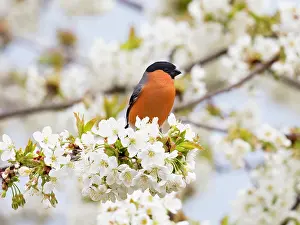 Pyrrhula: Bullfinch - male perched on flowering Cherry tree
