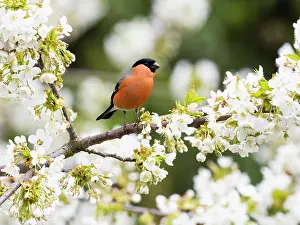 Pyrrhula: Bullfinch - male perched on flowering Cherry tree