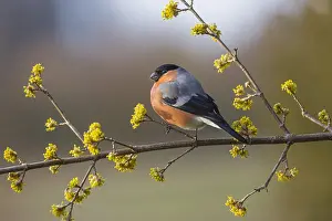 Cornelian: Bullfinch - male perched on flowering cornelian