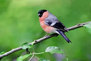 Bullfinches: Bullfinch - Male perched on tree in garden