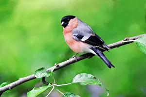 Bullfinches: Bullfinch - Male perched on tree in garden