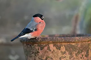 United Kingdom: Bullfinch - Male - on Plant Pot - UK