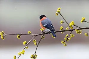 Pyrrhula: Bullfinch - male sitting on flowering Cornelian
