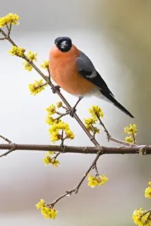 121118: Bullfinch - male sitting on flowering Cornelian