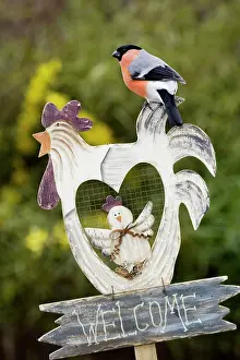 Bullfinches: Bullfinch - male sitting on garden fingerpost